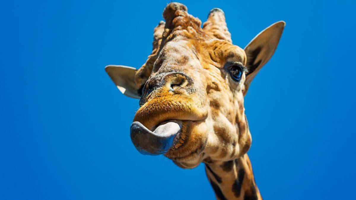 Cómo la lengua hizo posible que los animales salieran del mar y vivieran en la tierra