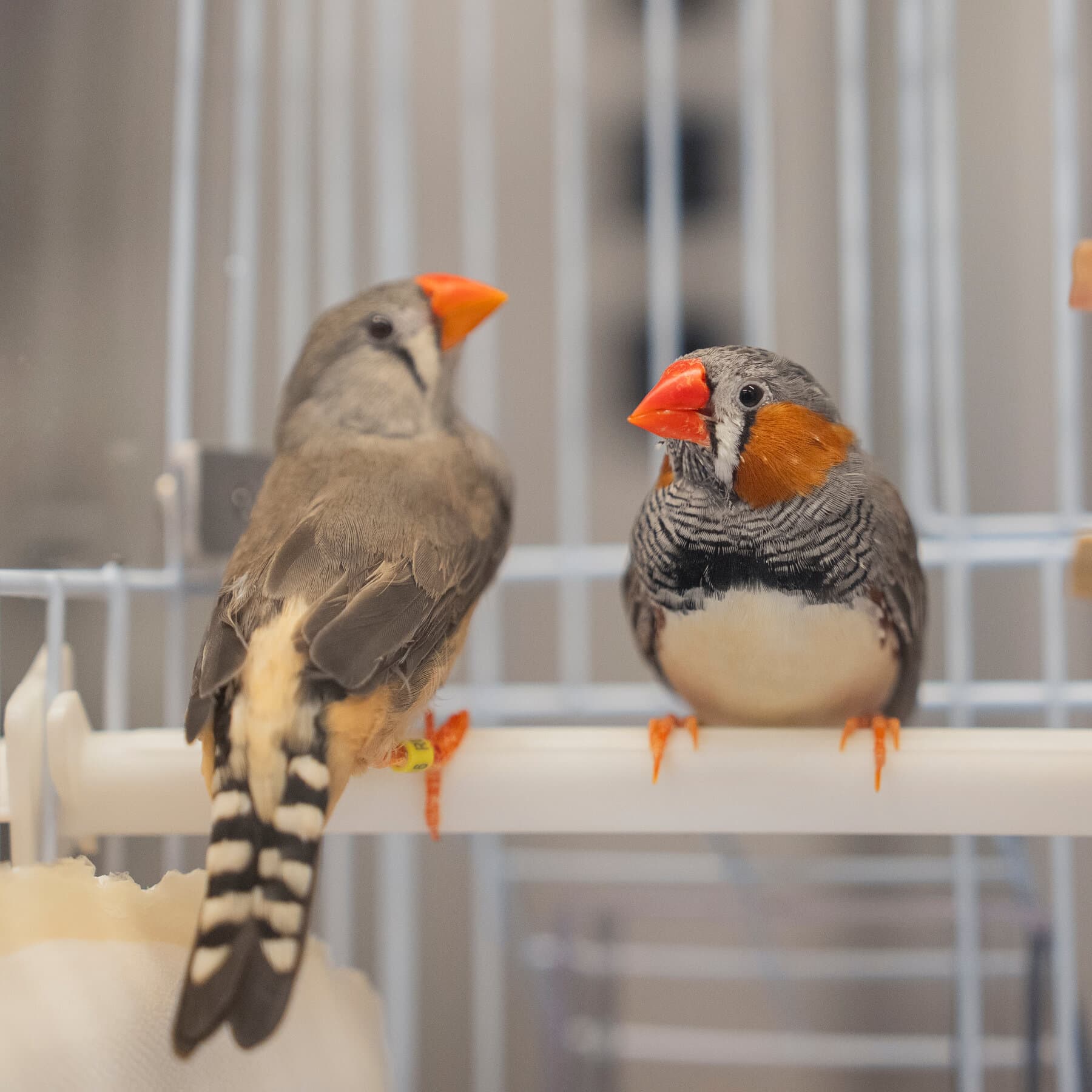 A Bird’s Brain Holds Clues to the Sounds of Music