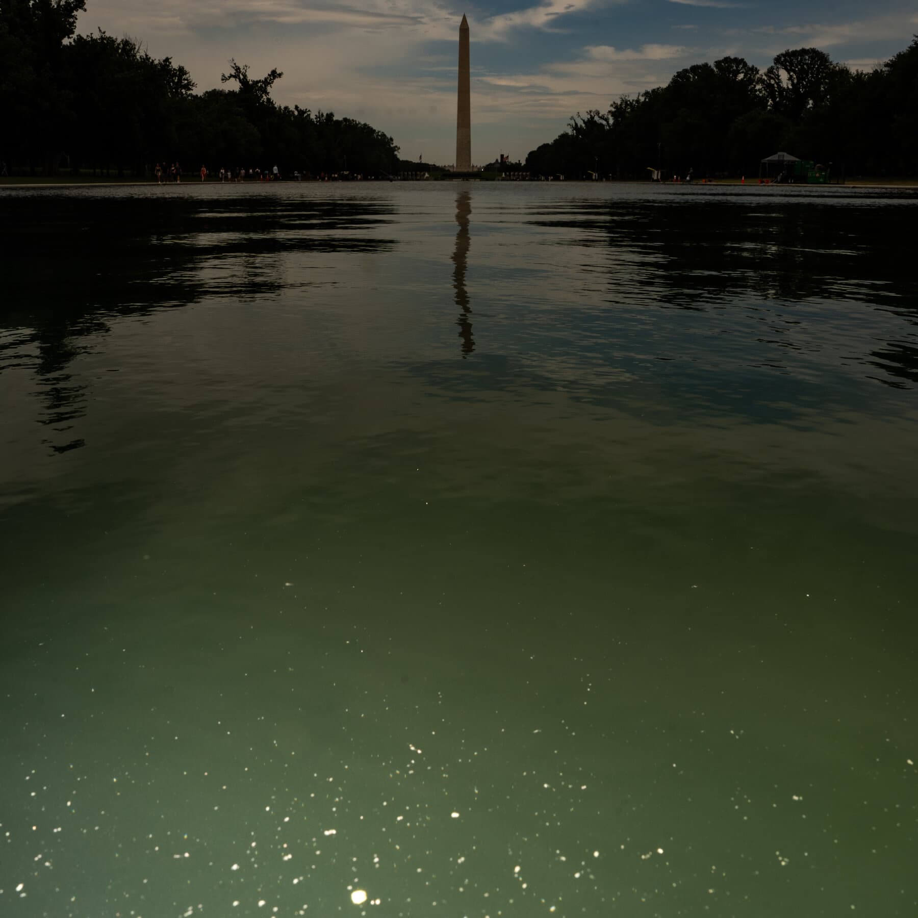 E Pluribus Algae: Why Green Pond Scum Is as American as Red, White and Blue